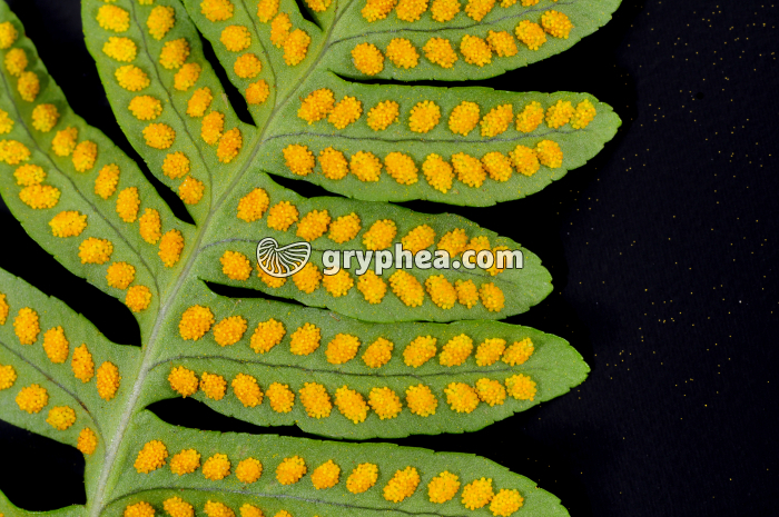 Fronde Polypode et spores - gryphea.com